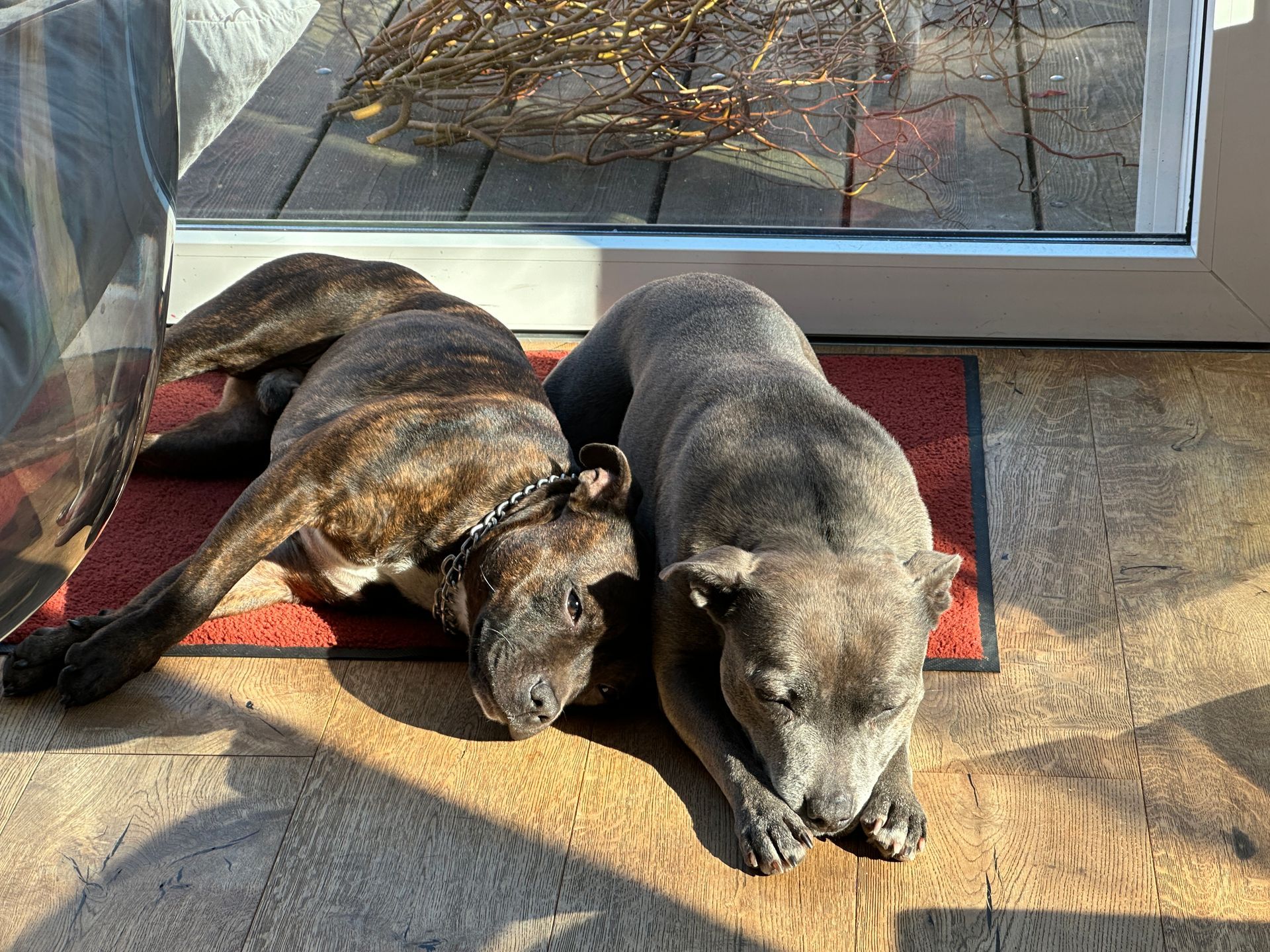 De twee honden van de gastheren liggen in de zon